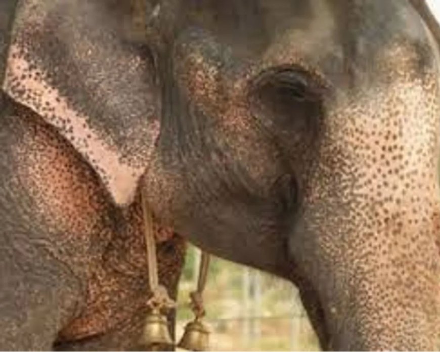 വന്യജീവി പ്രശ്നം ചർച്ച ചെയ്യാൻ മന്ത്രിസംഘം ഇന്ന് വയനാട്ടിൽ