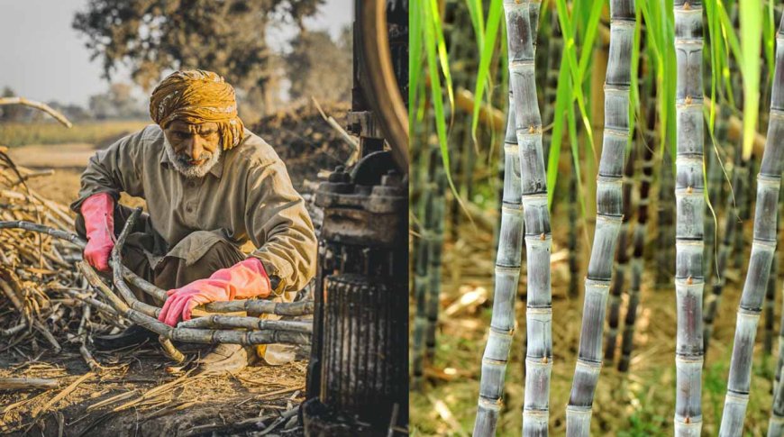 കരിമ്പ് കർഷകർക്ക് കൈത്താങ്ങായി കേന്ദ്ര സർക്കാർ; വില ക്വിൻ്റലിന് 340 രൂപയായി ഉയർത്തി