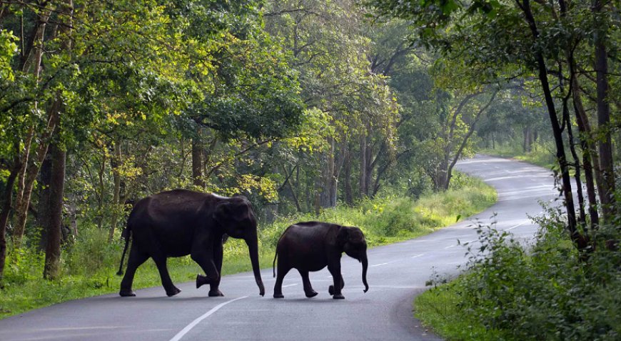 വന്യ ജീവി ആക്രമണം;, മുഴുവൻ സമയ നിരീക്ഷണത്തിനായി മൂന്നാറിൽ കൺട്രോൾ റൂം